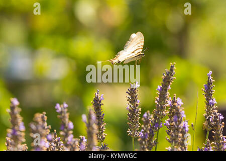 Segelfalter (Iphiclides Art) fliegende Blume zu Blume, während die Bestäubung und Fütterung Nektar auf lila Lavendel. Stockfoto