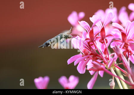 Seitenansicht der ein Kolibri Falke-Motte (Macroglossum Stellatarum) Fütterung auf eine rosa Blume in einer lebhaften Wiese Stockfoto