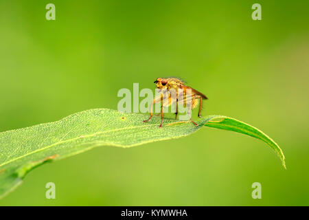 Auch die Nahaufnahme eines männlichen Scathophaga stercoraria, Insekt, wie die gelbe Mist fliegen oder das Golden Mist fliegen bekannt, ruht auf einem grünen Blatt Stockfoto