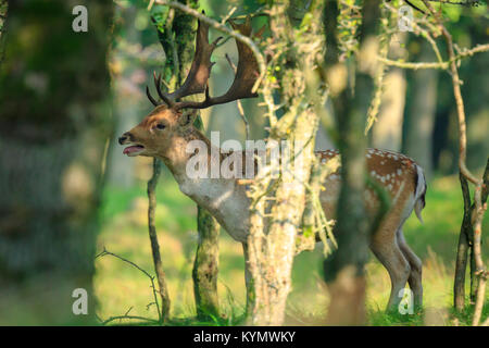 Nahaufnahme, Porträt einer männlichen Damwild Hirsch, Dama Dama, brünstige Verhalten tief in einem dunklen grünen Wald im Herbst Saison versteckt. Stockfoto
