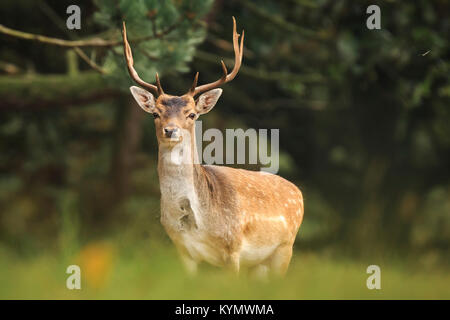 Junge Damwild Buck, Dama Dama, mit kleinen Geweih gehen durch einen dunklen Wald im Herbst Saison. Stockfoto