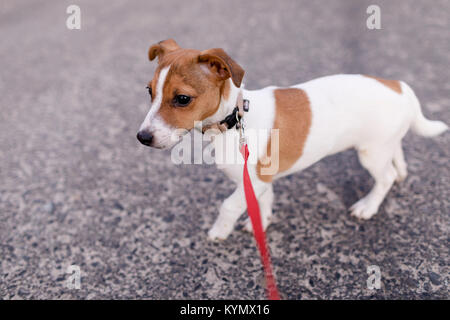Jack Russel Terrier Welpen Stockfoto