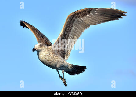 Fliegen Jugendliche Kelp Möwe (Larus dominicanus), auch bekannt als der Dominikaner Möwe und Schwarz unterlegt Kelp Gull. Und blauer Himmel. Die False Bay, South Afr Stockfoto