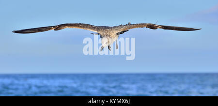 Fliegen Jugendliche Kelp Möwe (Larus dominicanus), auch bekannt als der Dominikaner Möwe und Schwarz unterlegt Kelp Gull. Und blauer Himmel. Die False Bay, South Afri Stockfoto