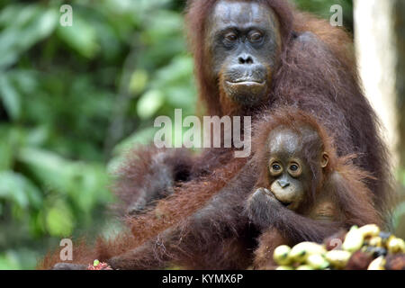 Mutter Orang-utan und Cub in einen natürlichen Lebensraum. Bornesischen Orang-utan (Pongo pygmaeus wurmbii) in der wilden Natur. Regenwald der Insel Borneo. Indonesien. Stockfoto