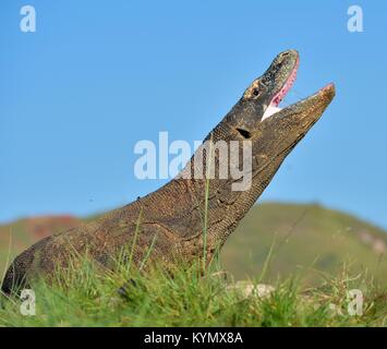 Die Komodo Waran (Varanus komodoensis) hob den Kopf und öffnete den Mund. Es ist die größte lebende Echse der Welt. Insel Rinca. Indonesien. Stockfoto