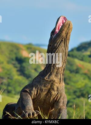 Die Komodo Waran (Varanus komodoensis) hob den Kopf und öffnete den Mund. Es ist die größte lebende Echse der Welt. Insel Rinca. Indonesien. Stockfoto