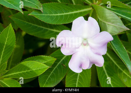 Impatiens sodenii John grimshaw Form Stockfoto