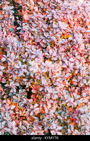 Berberis thunbergii atropurpurea Bewunderung f Stockfoto