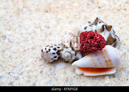 Muscheln auf dem Boden Stockfoto