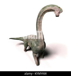 Brachiosaurus altithorax Dinosaurier aus dem späten Jura (3d-Abbildung auf weißem Hintergrund) Stockfoto