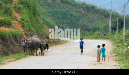 Sapa, Vietnam - Sep 21, 2013. Hmong Kinder mit Büffel auf der Straße in Sapa, Nordvietnam. Sa Pa ist eine Stadt im Nordwesten von Vietnam, nicht weit von der C Stockfoto