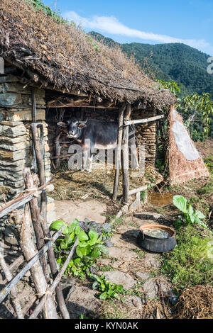 Rinder im Dorf, Annapurna Basislager Trek, Nepal. Stockfoto