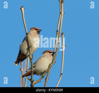 Niedrige Winkel Nahaufnahme von zwei UK-Wachsflügelvögeln (Bombycilla garrulus) isoliert im Freien in Baum im Winter Sonnenlicht. Britische Wachsflügel Winter Besucher. Stockfoto