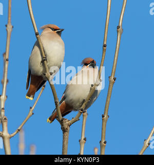 Detaillierte, niedrigen Winkel in der Nähe von zwei britischen waxwings (Bombycilla garrulus) Vögel hoch thront in blattlosen Baum isoliert, im Winter Sonne mit klaren blauen Himmel. Stockfoto