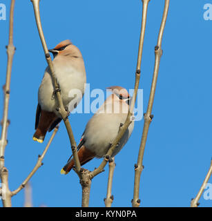 Nahaufnahme von zwei britischen Wachsflügeln (Bombycilla garrulus), die in der Wintersonne mit klarem blauen Himmel hoch isoliert in einem blattlosen Baum thronten. Stockfoto