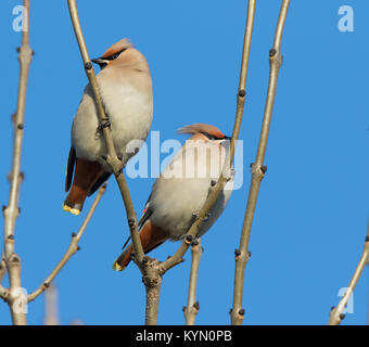 Detaillierte, niedrigen Winkel in der Nähe von zwei britischen waxwings (Bombycilla garrulus) Vögel hoch thront in blattlosen Baum isoliert, im Winter Sonne mit klaren blauen Himmel. Stockfoto