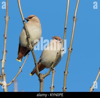 Nahaufnahme von zwei britischen Wachsflügeln (Bombycilla garrulus), die in der Wintersonne mit klarem blauen Himmel hoch isoliert in einem blattlosen Baum thronten. Stockfoto