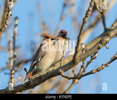 Detaillierte Seitenansicht Nahaufnahme eines wilden britischen Wachsflügelvogels (Bombycilla garrulus), der in der Wintersonne in einem blattlosen Baum thront. Britische Vögel: Wachsflügelpaar Stockfoto