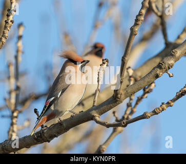 Seitenansicht der wilde UK waxwing Vogel (Bombycilla garrulus) im blattlosen Baum im Winter Sonne thront. British Birds: paar Besucher waxwings. Stockfoto