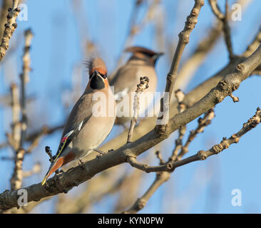 Detaillierte Nahaufnahme des wilden britischen Wachsvogel (Bombycilla garrulus), der in der Wintersonne in einem blattlosen Baum sitzt. Britische Vögel: Ein Paar Wachsflügel. Stockfoto