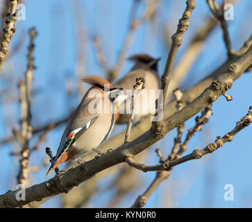 Detaillierte Seitenansicht in der Nähe von wilden UK waxwing Bombycilla garrulus Vogel (VK), blattlosen Baum im Winter Sonne thront. British Birds: Waxwing koppeln. Stockfoto