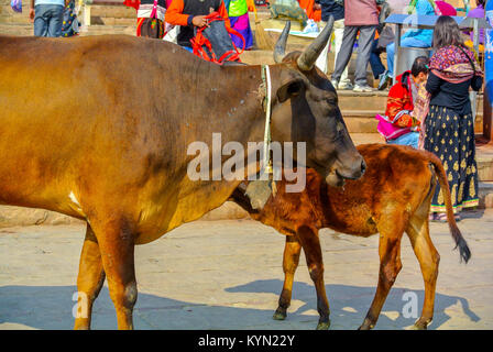 Varanasi, Uttar Pradesh, Indien, 22. januar 2017, Mutter Kuh und ihr Baby auf der Straße von Banares. Stockfoto