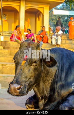Kuh auf der Straße Varanasi Indien Stockfoto
