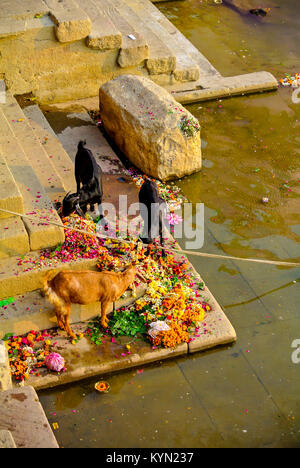 Varanasi, Uttar Pradesh, Indien, 22. januar 2017, Essangebote für Schwarze Ziegen Stockfoto