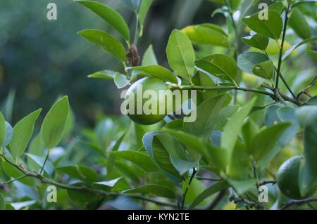 Grüne Zitrone auf den Baum Stockfoto