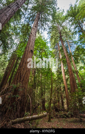 Muir Woods National Monument, Teil von Kalifornien Golden Gate National Recreation Area, nördlich von San Francisco an der Mount Tamalpais in der Nähe von Pacific Coast Stockfoto