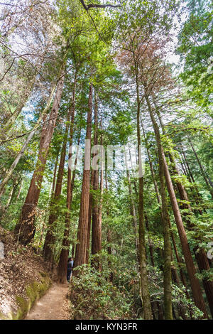 Muir Woods National Monument, Teil von Kalifornien Golden Gate National Recreation Area, nördlich von San Francisco an der Mount Tamalpais in der Nähe von Pacific Coast Stockfoto