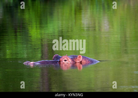 Nilpferd im Krüger-Nationalpark, Südafrika; Specie Hippopotamus Amphibius Familie von Hippopotamidae Stockfoto