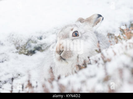 <Berg hase Lepus timidus im Winter Mantel > Stockfoto