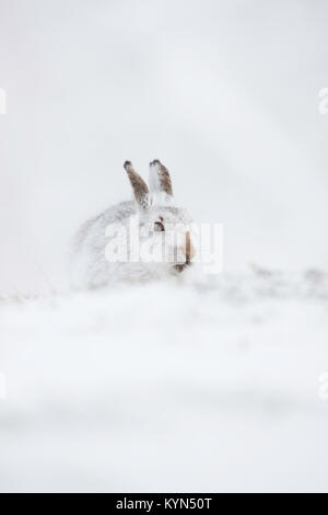 Schneehase - Fuchsjagd timidus auf schneebedeckten Hügeln Stockfoto