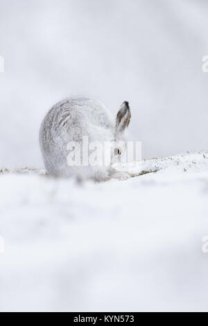 Schneehase - Fuchsjagd timidus auf schneebedeckten Hügeln Stockfoto