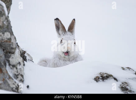 Schneehase - Fuchsjagd timidus auf schneebedeckten Hügeln Stockfoto