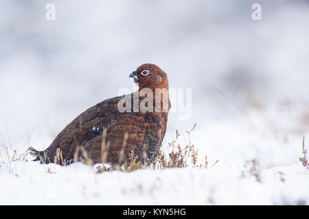 - Moorschneehuhn Lagopus lagopus scoticus Stockfoto