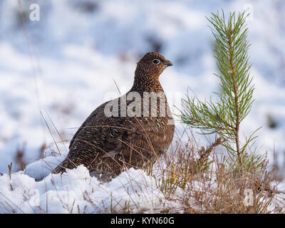 - Moorschneehuhn Lagopus lagopus scoticus Stockfoto