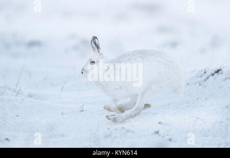 Schneehase - Fuchsjagd timidus auf schneebedeckten Hügeln Stockfoto