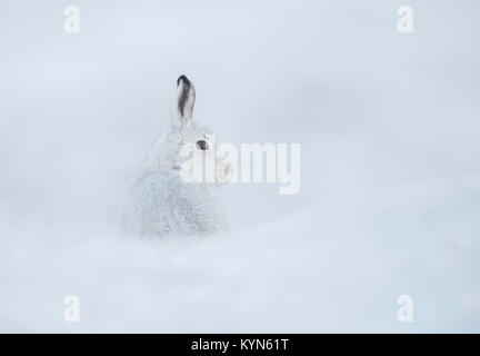 Schneehase - Fuchsjagd timidus auf schneebedeckten Hügeln Stockfoto