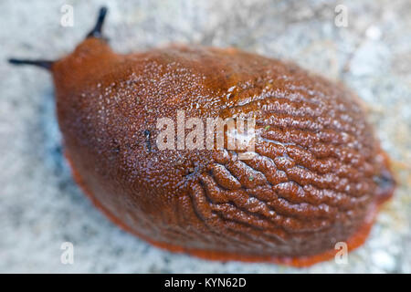 Red Slug - Arion ater Rufus Stockfoto