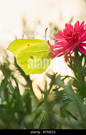 Zitronenfalter ruht auf Marguerite daisy flowers - Gonepteryx rhamni Stockfoto