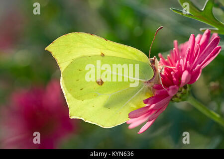 Zitronenfalter ruht auf Marguerite daisy flowers - Gonepteryx rhamni Stockfoto