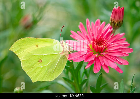 Zitronenfalter ruht auf Marguerite daisy flowers - Gonepteryx rhamni Stockfoto