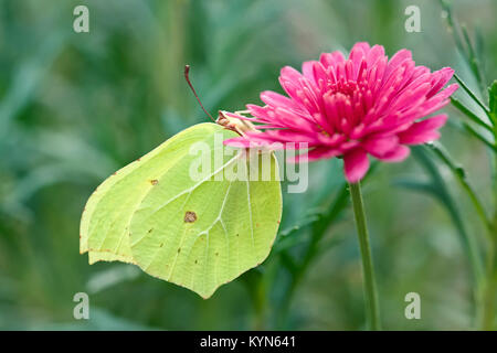 Zitronenfalter ruht auf Marguerite daisy flowers - Gonepteryx rhamni Stockfoto