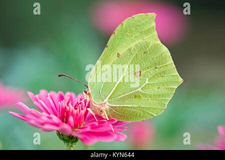 Zitronenfalter ruht auf Marguerite daisy flowers - Gonepteryx rhamni Stockfoto