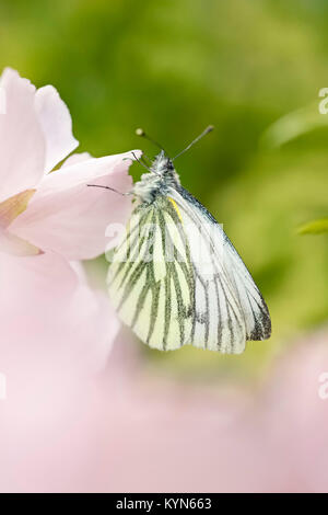 Rapsweißling Schmetterling ruht auf rosa Kirschblüten - Pieris napi Stockfoto