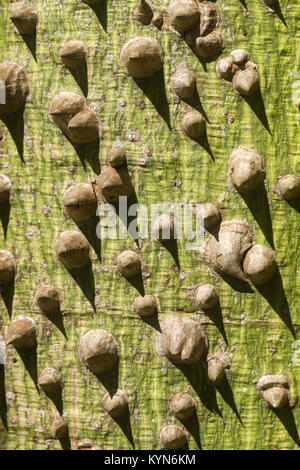 Detail der Ceiba chodatii oder Floss silk Baumstruktur, die Woody kegelförmigen Stacheln entlang der Amtsleitung, Kenia, Ostafrika Stockfoto