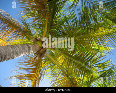 Ein Tag in der Sonne unter Palmen in St. Barth Stockfoto